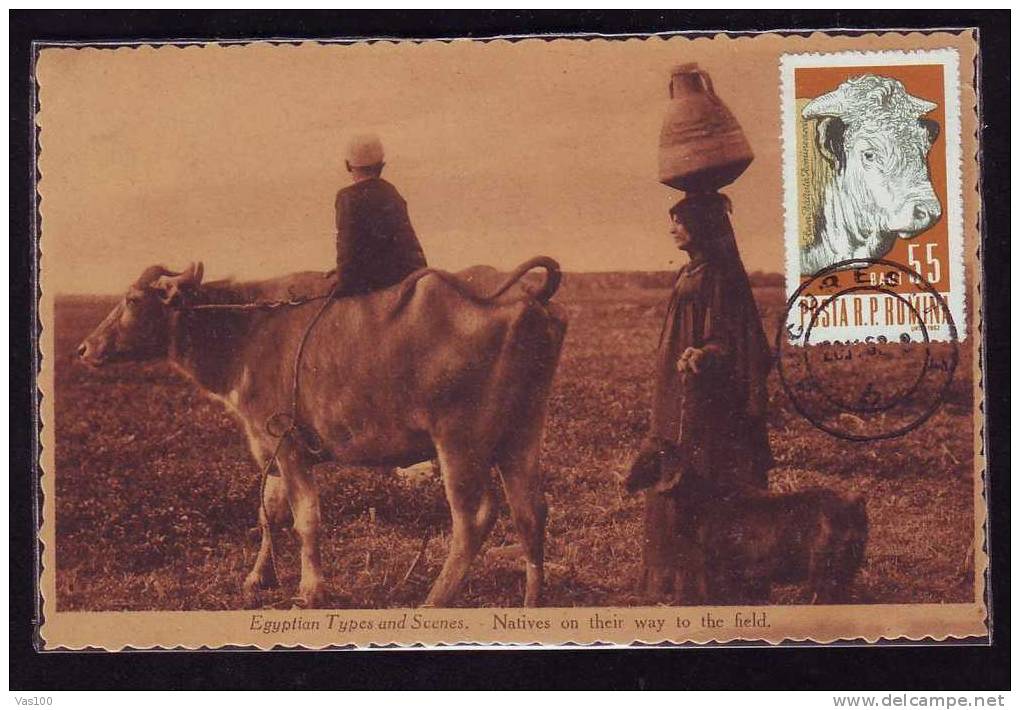 Romania 1962  MAXICARD, MAXIMUM CARD Agriculture COW,VERY RARE,OLD PC. - Cows