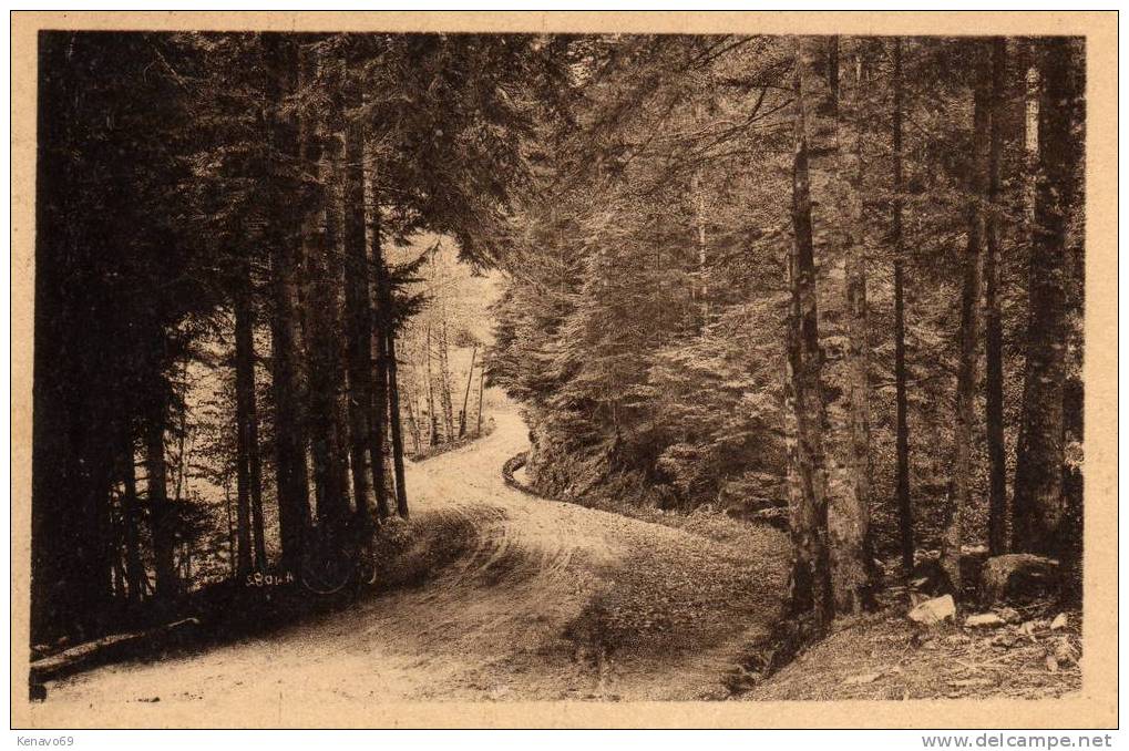 BELMONT   ( LOIRE )   Route Dans La Foret - Belmont De La Loire