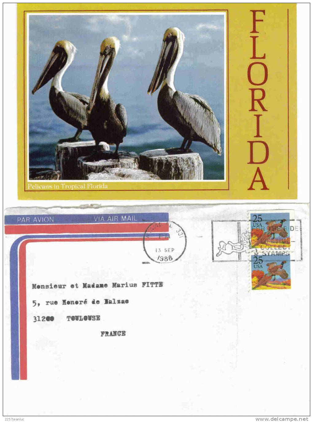 Lettre Etat Unie 1988 Composé2 Timbres Et Une Cpm Pélican De Floride - Pelicans