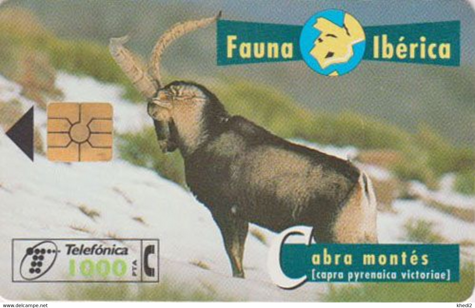 TC Puce Espagne Série Fauna Ibérica - ANIMAL - BOUQUETIN - Mountain Goat Chip Spain Phonecard - Basisuitgaven