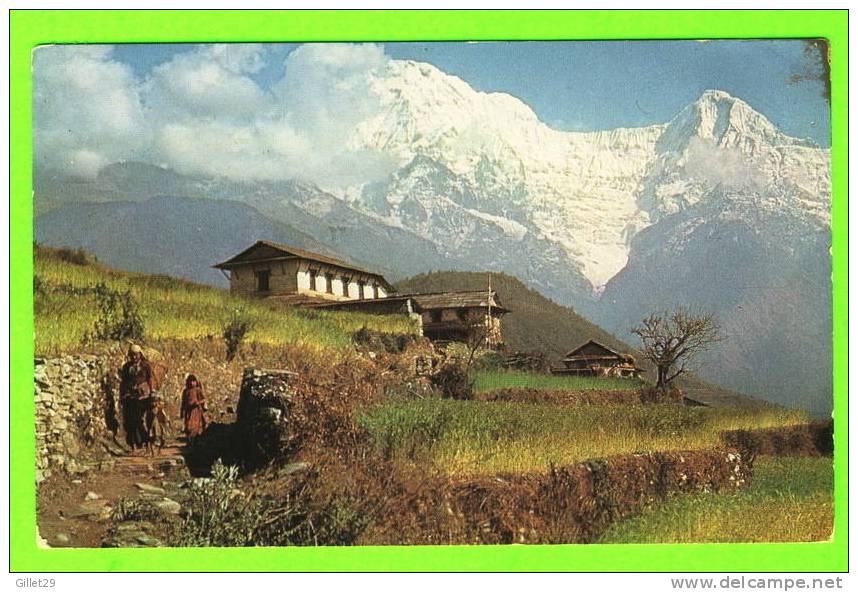 KATHMANDU, NÉPAL - HOTEL SHANKER - BARLEY FIELDS AND THE ANNAPURNA RANGE,NORTH OF POKHARA - TRAVEL IN 1970 - - Nepal