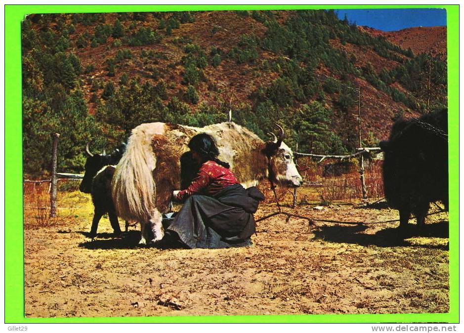 NÉPAL, ASIE - SHERPA GIRL AND YAK - TRAVEL IN 1983 - - Népal