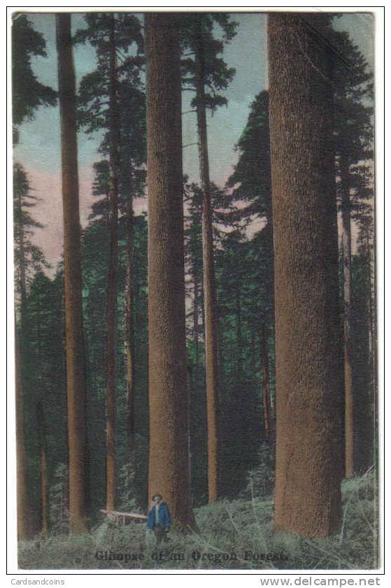 Glimpse Of An Oregon Forest 1908 - Portland
