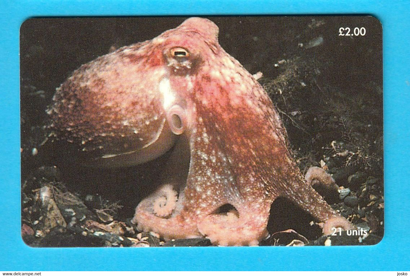 CURLED OCTOPUS (Horned - Lesser - Northern) Isle Of Man Old Chip Card * Poulpe Sépia Oktopus Seepolyp Tintenfisch Pulpo - Man (Eiland)