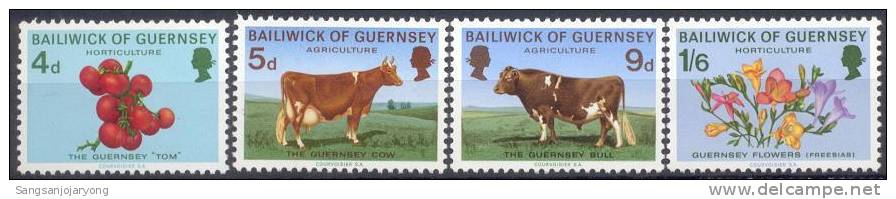 Animal, Guernsey Sc33-6 Guernsey Cow & Guernsey Bull - Vaches