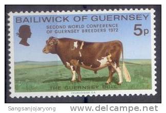 Animal, Guernsey Sc68 Guernsey Bull - Vaches