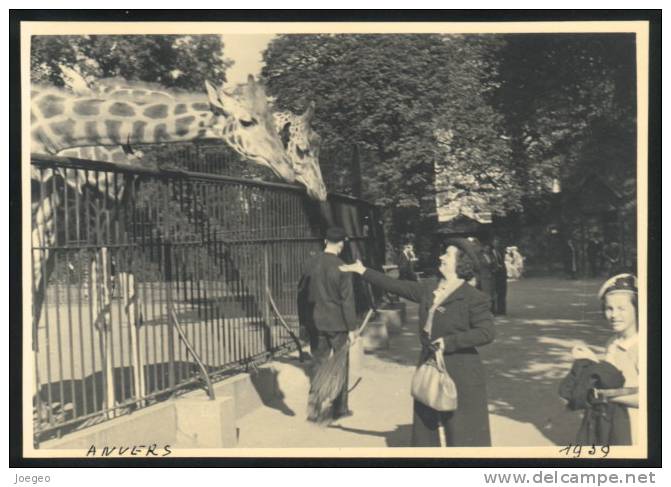 (d433) - 4 Photos Du Zoo D´Anvers (Antwerpen) 1939 / Format 10 X 14 CM - Lieux