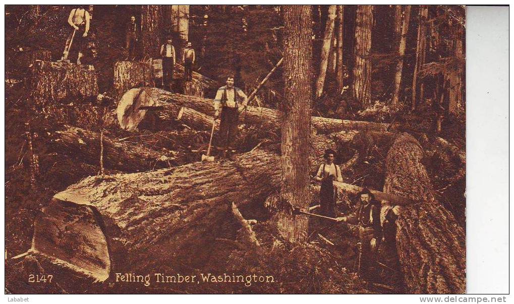 Felling Timber Washigton - Other & Unclassified