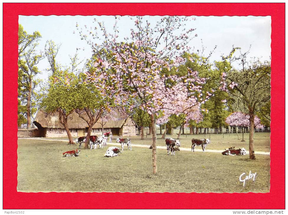 F-Normandie-08PH4 La Sieste, Vaches Sous Les Pommiers, BE - Haute-Normandie