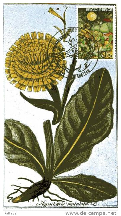 1741 Fauna  Flora Biggekruid Hympochoeris Maculata Maximaphiles Belges Maximumkaart - Cartas & Documentos