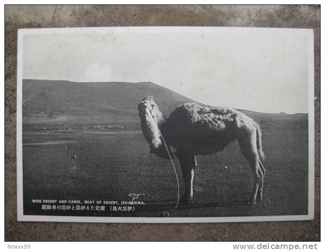 Japan - View Of Izu-Oshima Island, Camel, Oshima-Cho Of Tonkyo-To, Honshu, Japan Vintage Postcard - Tokyo