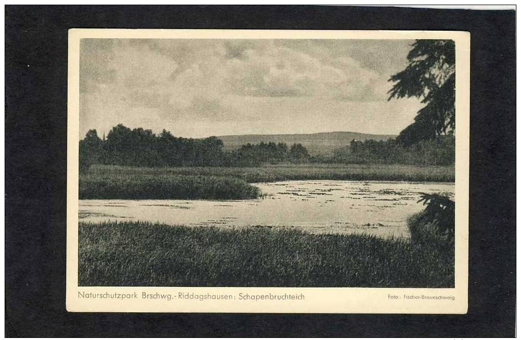 Naturschutzpark Brschwg.- Riddagshausen, Schapenbruchteich  (2491) - Braunschweig