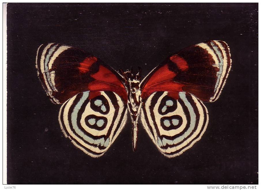 CATAGRAMMA KOLYMA HEW. (envers) - Haut Amazone - Amérique Du Sud  -  N°  34 - Papillons