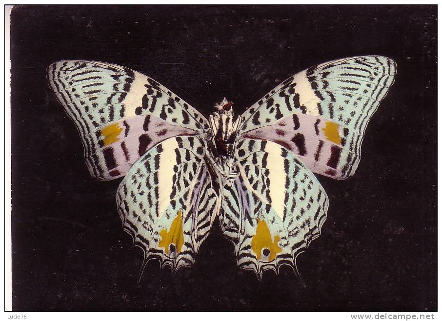 MEGISTANIS BAETUS Dbl. & Hew. (envers)  - Régions De L´Amazone Et Colombie  -  N°  29 - Papillons