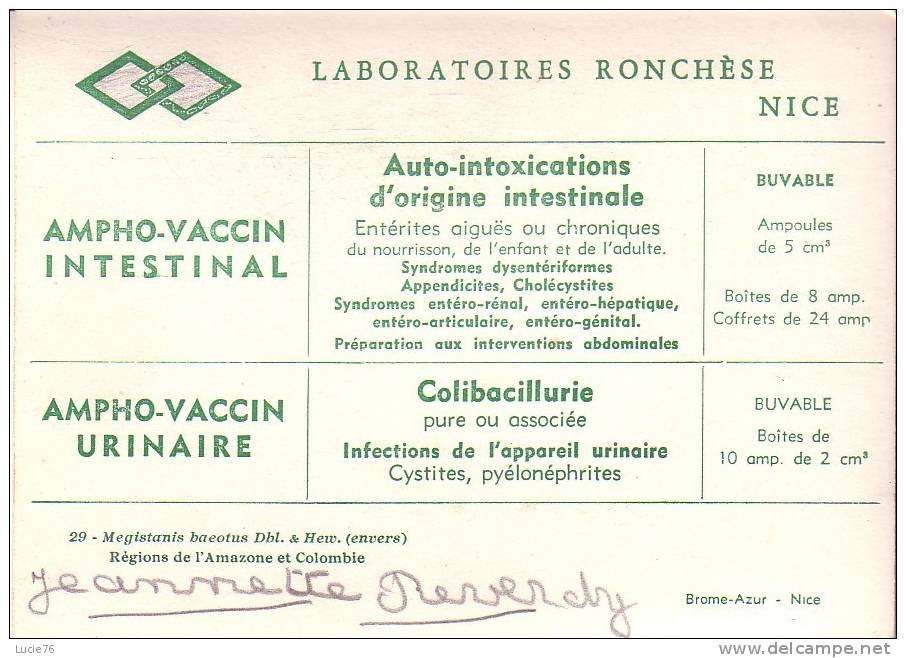 MEGISTANIS BAETUS Dbl. & Hew. (envers)  - Régions De L´Amazone Et Colombie  -  N°  29 - Papillons