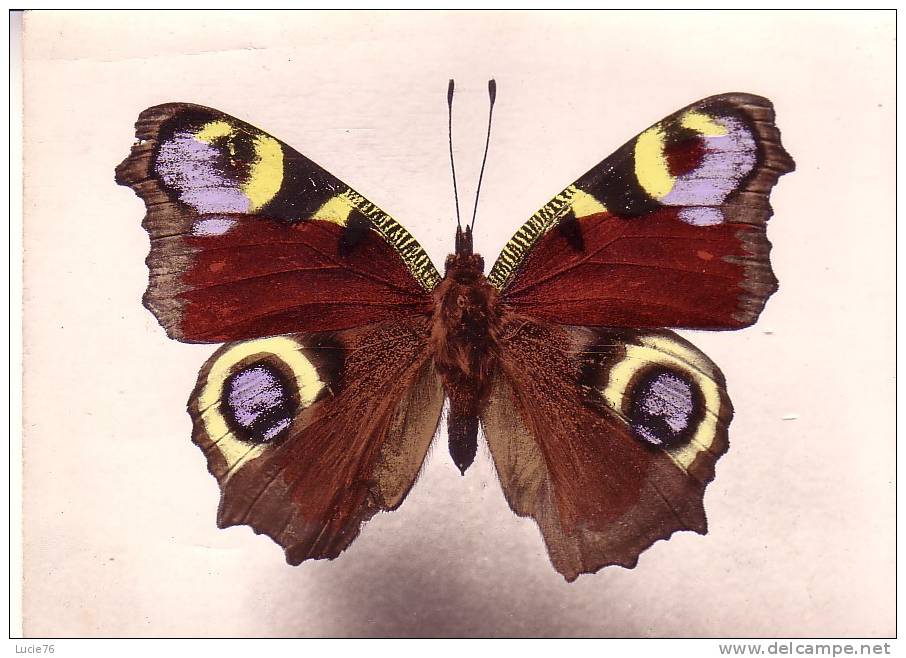 MPHALIS  IO  -  Europe   -  N°  30 - Butterflies