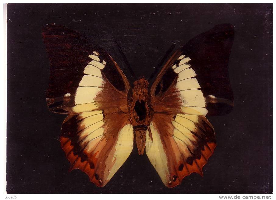 CHARAXES PLEISTOANAX KHASANIUS - Indes Khasa    -  N°  8 - Butterflies