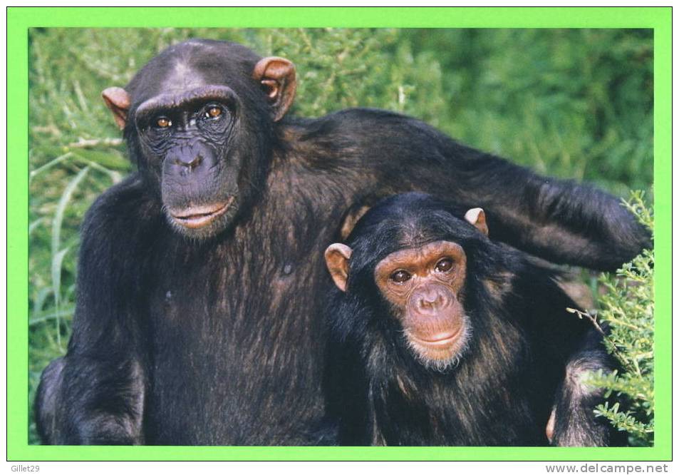 MAMAN CHIMPAZÉ  ET SON BÉBÉ - - Singes