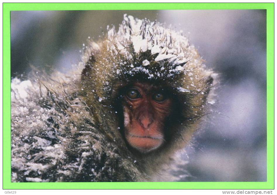 BÉBÉ SINGE DANS LA NEIGE ET LE FROID - - Singes