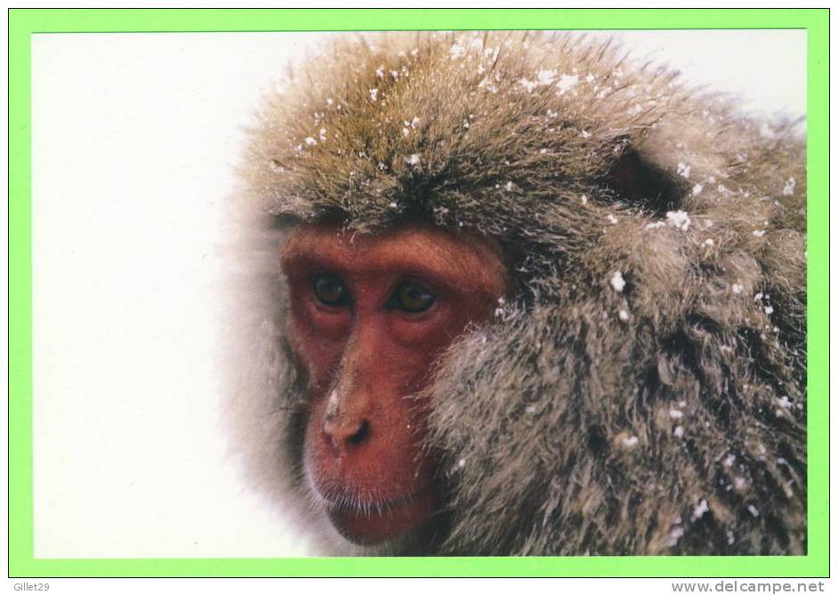 SINGE DANS LA NEIGE ET LE FROID - - Affen