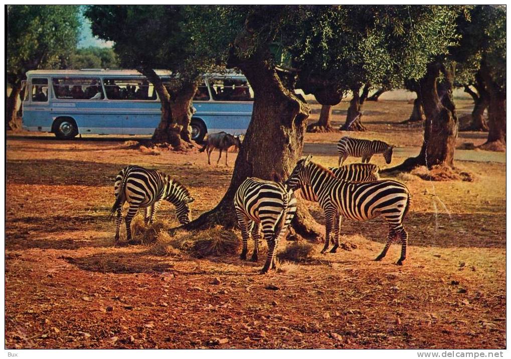 FASANO ZOO  PULMAN BUS  ZEBRA   PUGLIA BRINDISI  NON  VIAGGIATA COME DA FOTO LEGGERA PIEGA - Brindisi