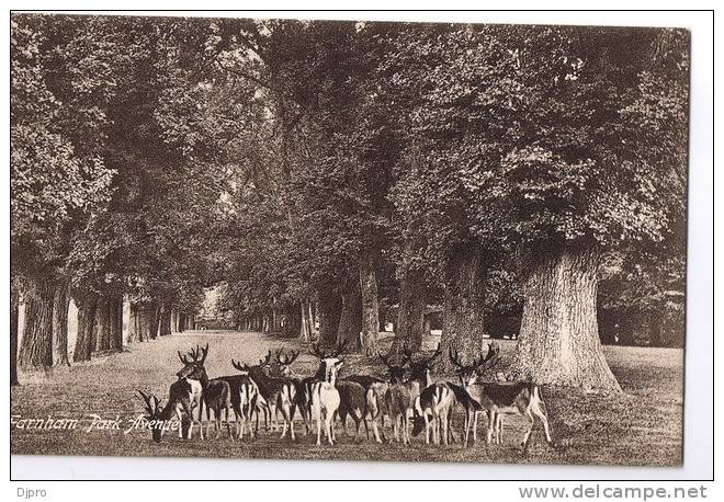 Farnham  Park Avenue - Surrey