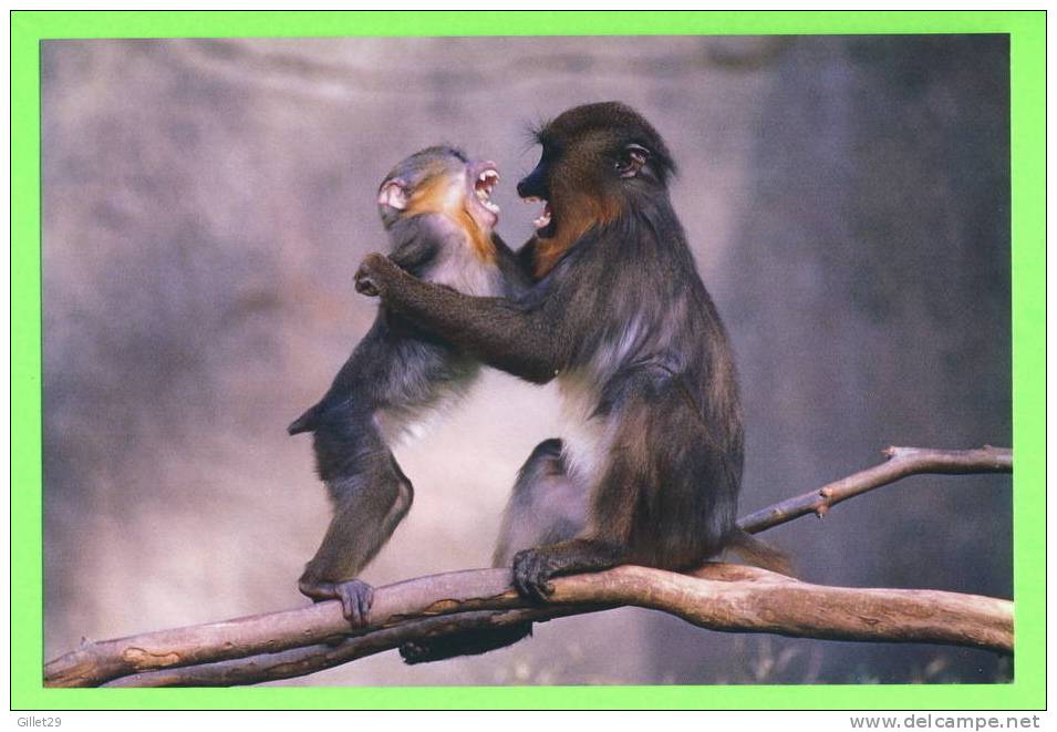 SINGES - ON S´AMUSE MAMAN ET SON BÉBÉ - - Monkeys