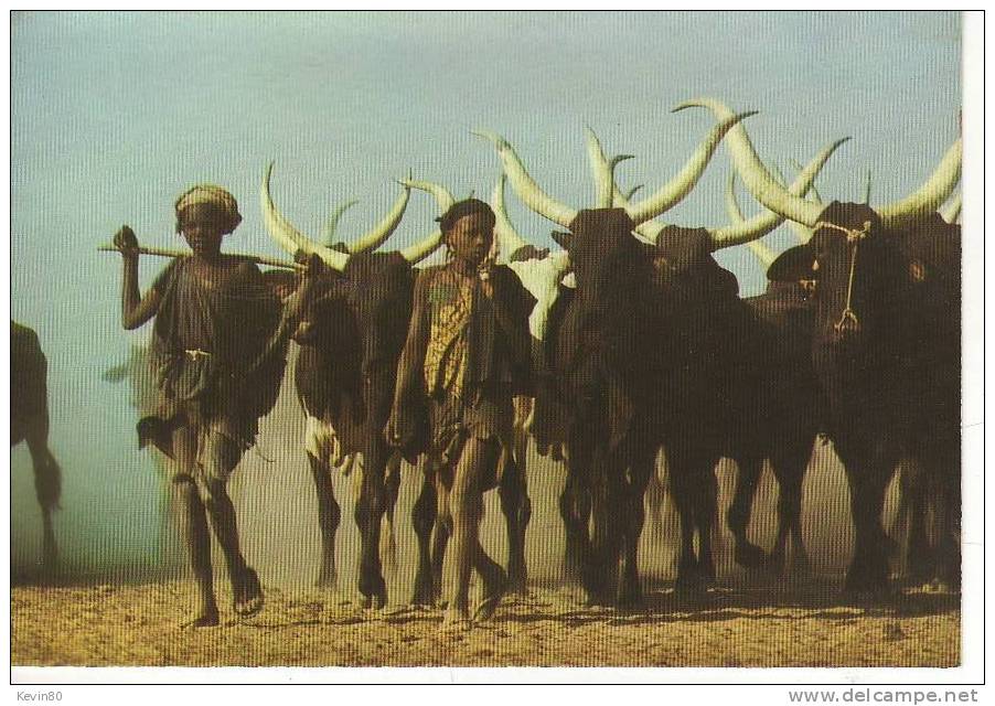 NIGER Bergers Bororo Cp Animée Couleur - Niger