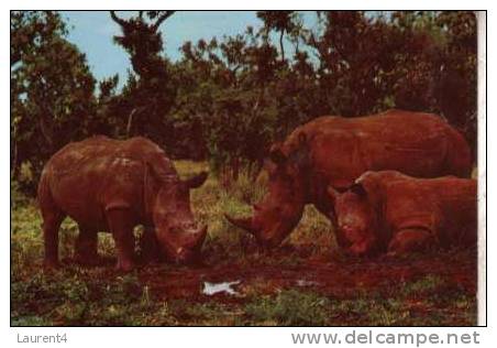 Rhinoceros Postcard -  Carte Postale De Rhinoceros - Rinoceronte