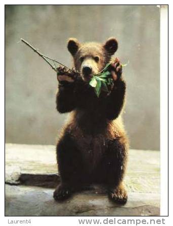 Brown Bear Postcard -  Carte Postale D´Ours - Osos