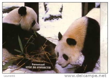Giant China Panda Bear Postcard -  Carte Postale D´Ours Panda De Chine - Osos
