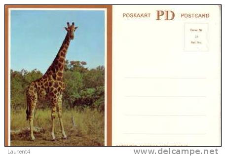 Giraffe Postcard -  Carte Postale De Giraffe - Girafes