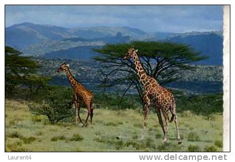 Giraffe Postcard -  Carte Postale De Giraffe - Giraffes