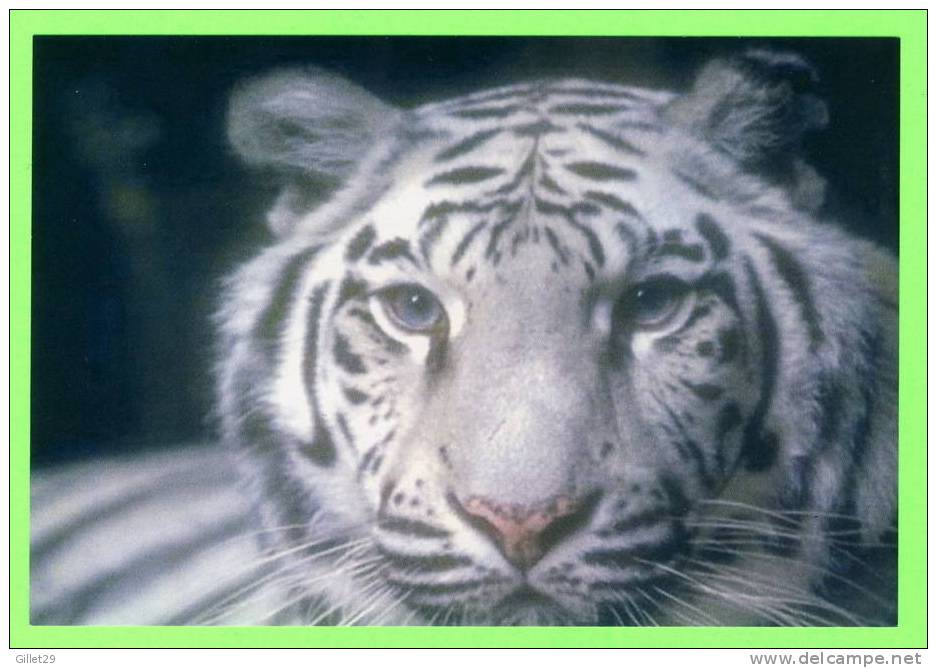 TIGRE BLANC - WHITE TIGER - - Tigres