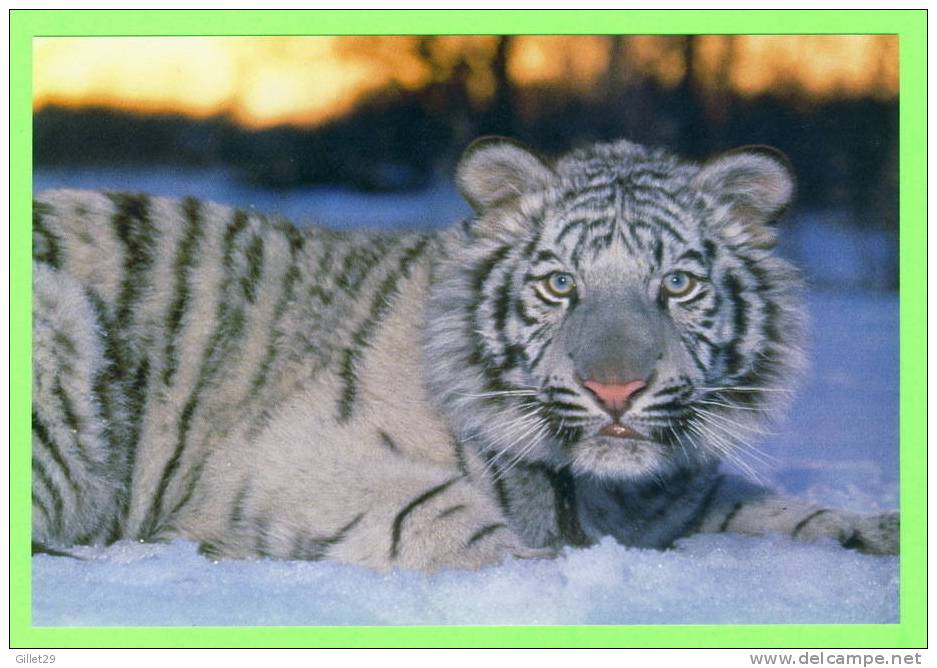 TIGRE BLANC - WHITE TIGER - - Tigres