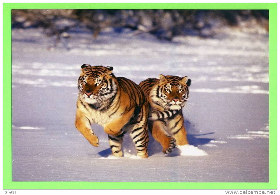 TIGRES DANS LA NEIGE - WHITE TIGERS PLAYING IN THE SNOW - - Tigres