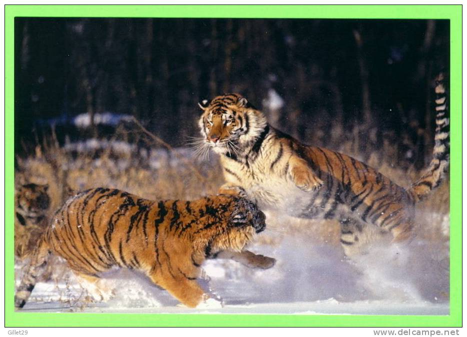 TIGRES DANS LA NEIGE - WHITE TIGERS PLAYING IN THE SNOW - - Tigres