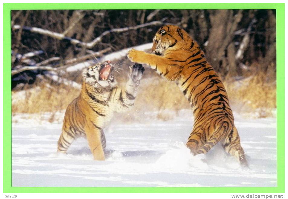 TIGRES DANS LA NEIGE - WHITE TIGERS PLAYING IN THE SNOW - - Tigres