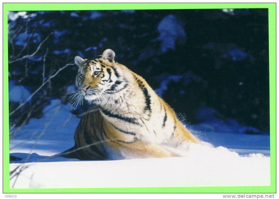 TIGRE DANS LA NEIGE - WHITE TIGER PLAYING IN THE SNOW - - Tigres