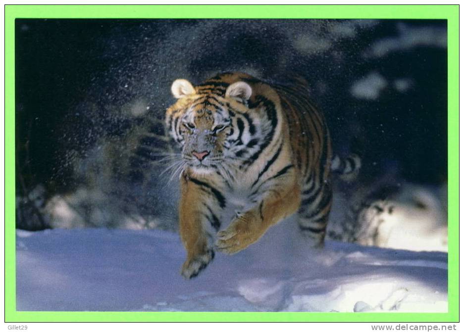 TIGRE DANS LA NEIGE - WHITE TIGER PLAYING IN THE SNOW - - Tigres