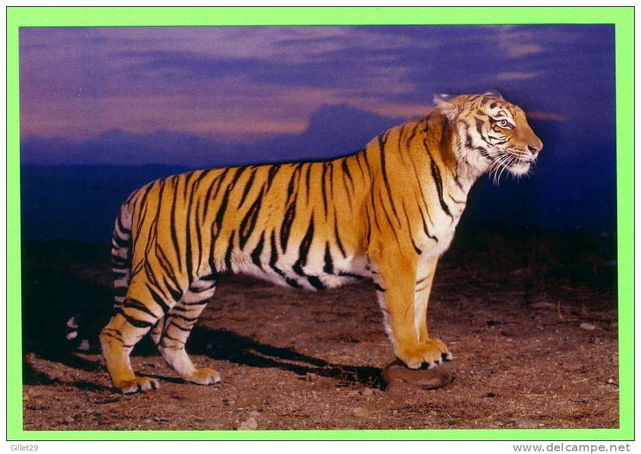 TIGRE  - TIGER - - Tigres