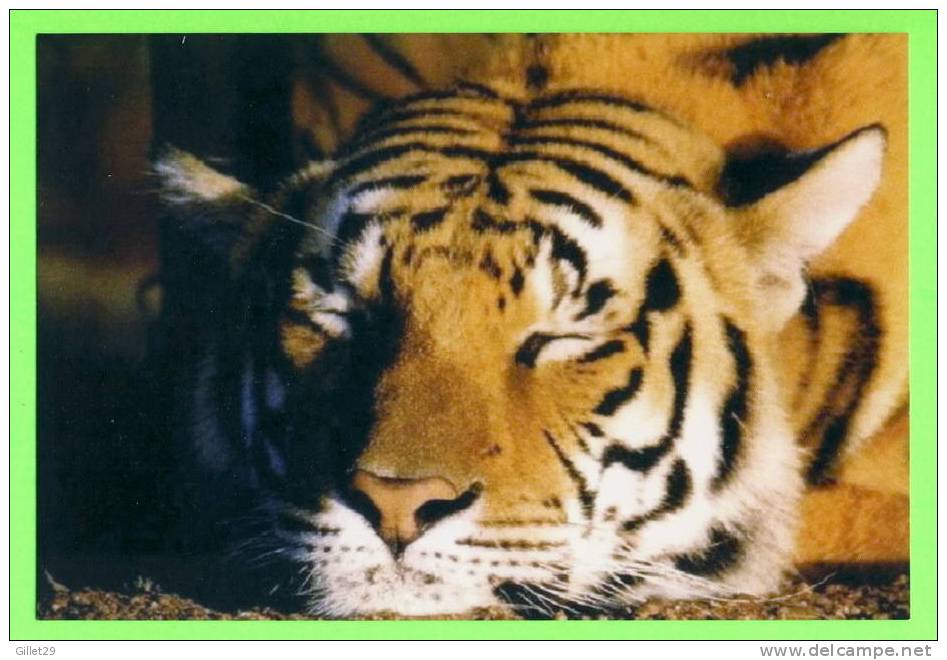 TIGRE  - TIGER - - Tigres