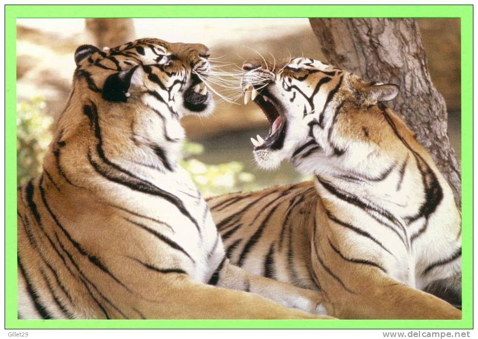 TIGRES  - TIGERS - - Tigres