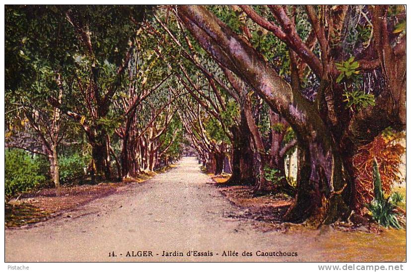 Alger - Jardin D´Essais - Allée Des Caoutchoucs - 1934 - Coll. Idéale #14 - Neuve - État : Voir Scan - Algiers