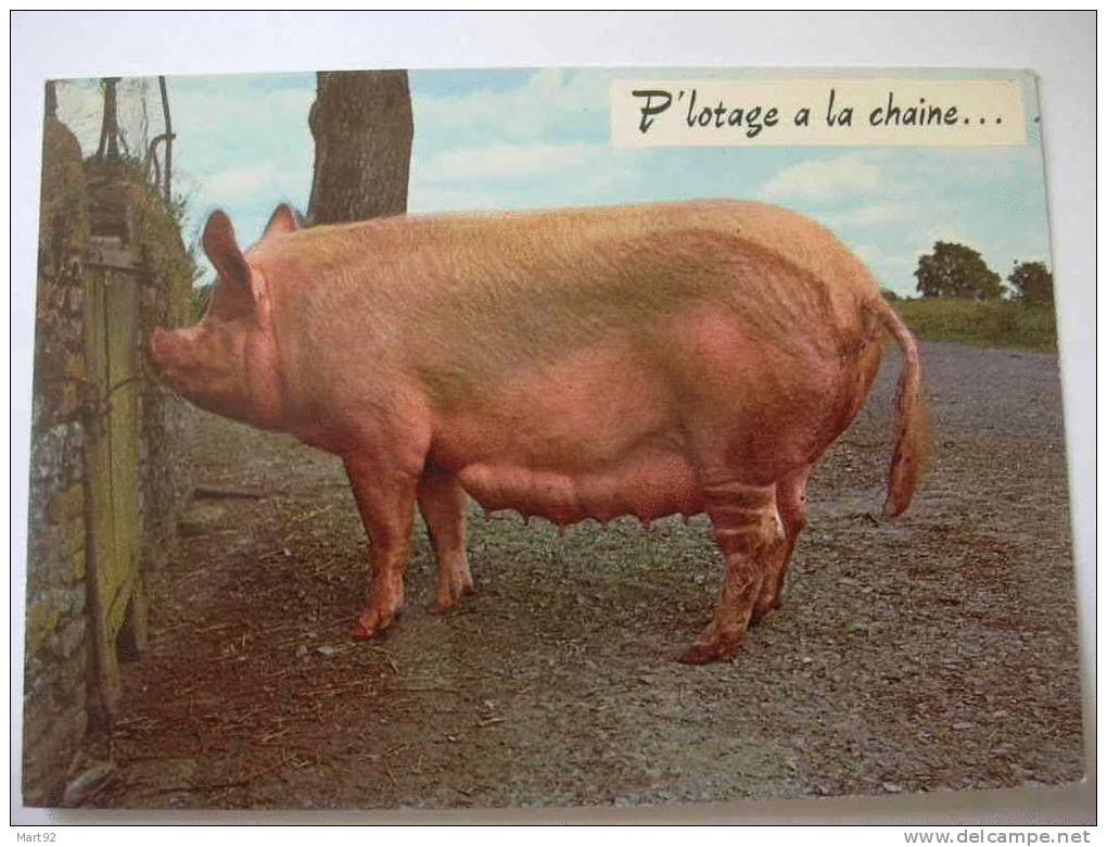 P LOTAGE A LA CHAINE - Schweine