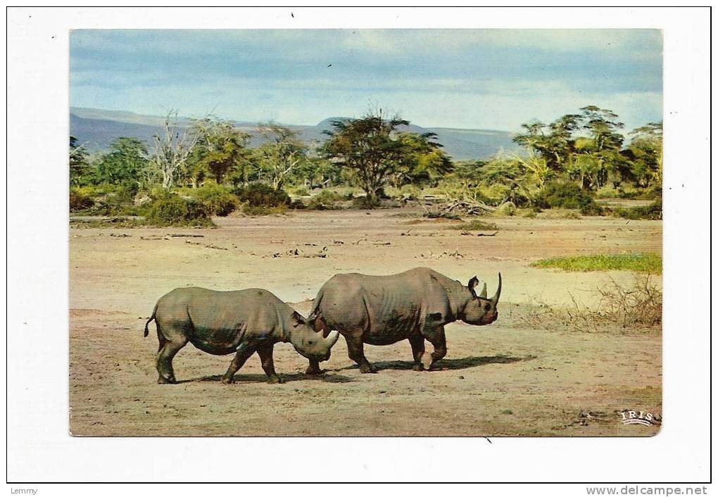 ANIMAUX - FAUNE AFRICAINE - CPM - RHINOCEROS - Rhinozeros