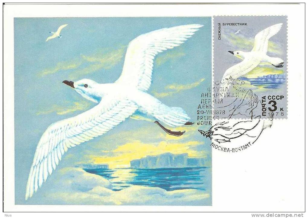 Russia USSR 1978 MC X5 Maximum Cards Animals Birds Birds Marine Arctic Fauna Of Antarctica Polar - Cartoline Maximum