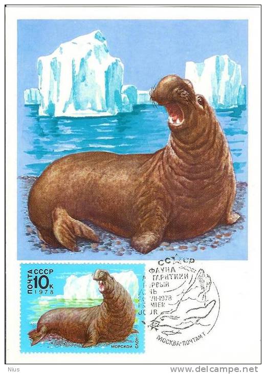 Russia USSR 1978 MC X5 Maximum Cards Animals Birds Birds Marine Arctic Fauna Of Antarctica Polar - Cartes Maximum