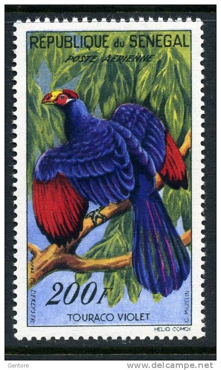SENEGAL 1960-63 Air Stamps  Yvert N° 33  Absolutely Perfect MNH ** - Specht- & Bartvögel