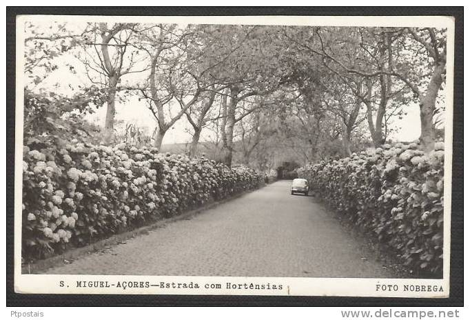 AÇORES AZORES (Portugal) - Ilha De S. Miguel - Estrada Com Hortensias - Açores